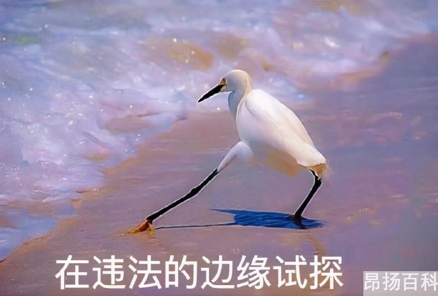 抖音如何投诉(原创视频被抄袭了怎么办) 抖音如何投诉(原创视频被抄袭了怎么办)