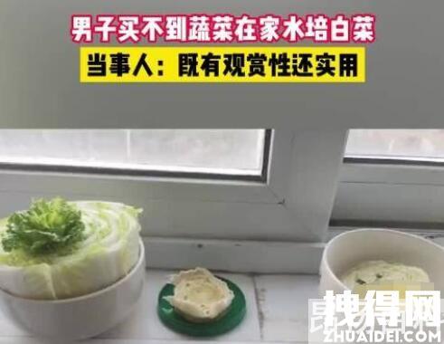上海一男子买不到菜在家水培白菜 究竟是怎么回事？ (http://www.cangchou.com/) 网络快讯 第1张