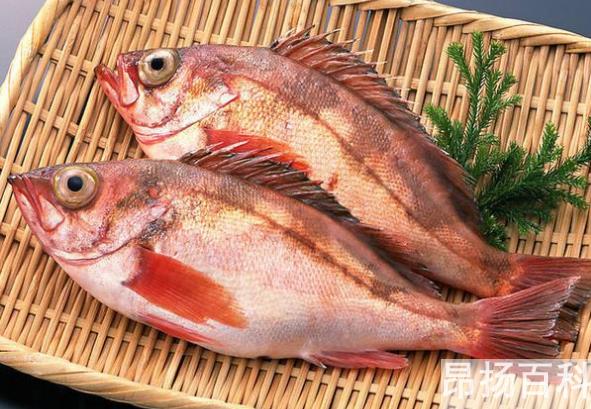 红鲷鱼多少钱一斤（关于红鲷鱼多少钱一斤相关内容）