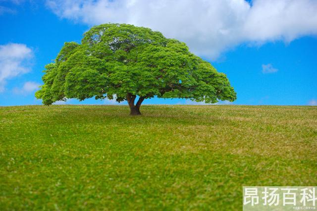 现代诗《小草》冰心（关于植物的现代短诗） (http://www.cangchou.com/) 网络快讯 第4张