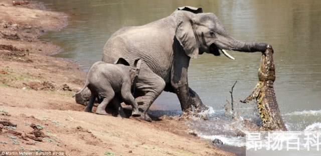 景区两只大象表演时突然打架（两只大象打架 受伤的却是草地） (http://www.cangchou.com/) 网络快讯 第5张