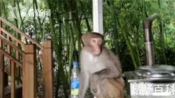 哪种猴子可以私人养（猴子能当宠物养吗）