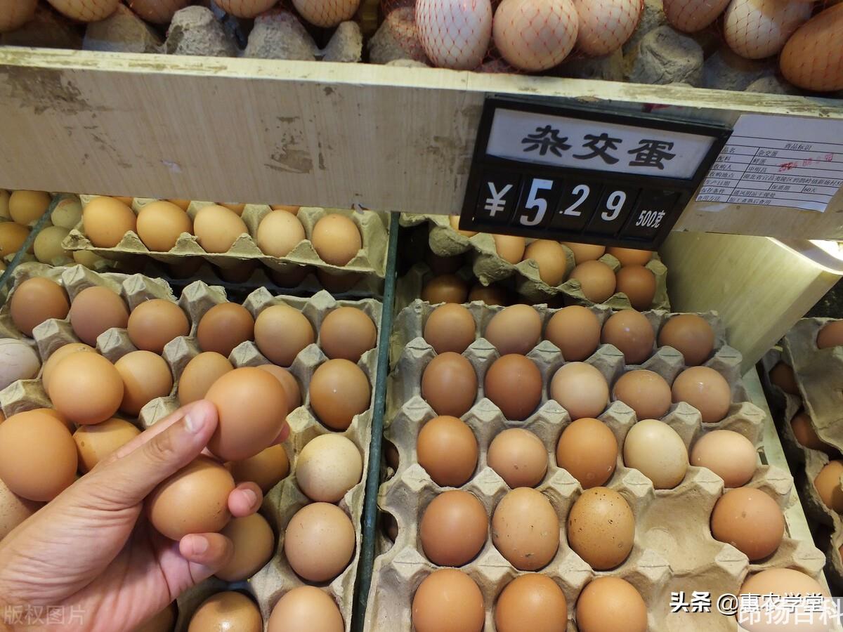 鸡蛋现在多少钱一斤（一斤鸡蛋多少钱）