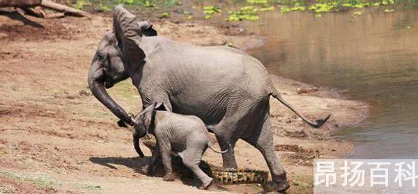 景区两只大象表演时突然打架（两只大象打架 受伤的却是草地） (http://www.cangchou.com/) 网络快讯 第4张